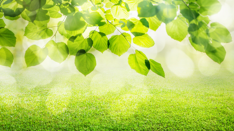 エキストラバージンココナッツオイル